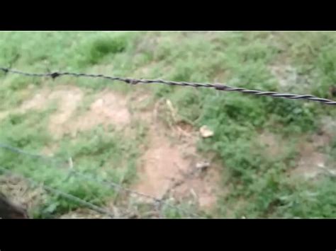 Palo Caliente En El Bosque Xvideos