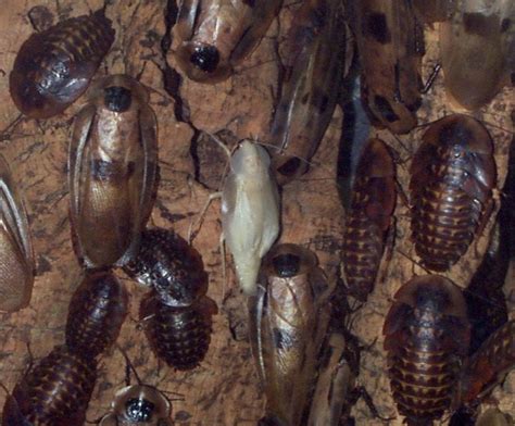 giant tropical roach whozoo