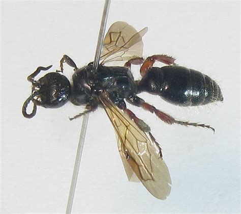 Тифии | это... Что такое Тифии?