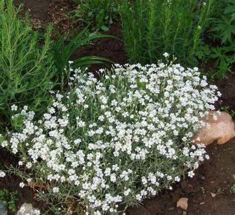 Ясколка многолетняя, астра ново-бельгийская "Purpl | Festima.Ru ...