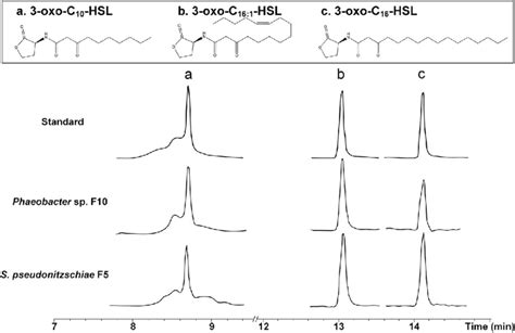 Identification Of Acyl Homoserine Lactones Ahls From Roseobacters