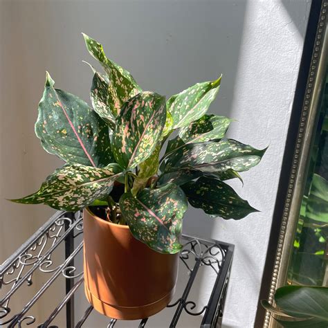 5 Aglaonema Pink Dalmation Chinese Evergreenn In Bloom Flower Shop