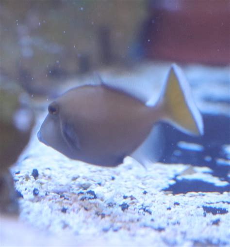 Triggerfish Halfmoon Live Gem Factory Ltd