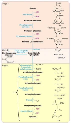 Metabolic Pathways Flashcards | Quizlet