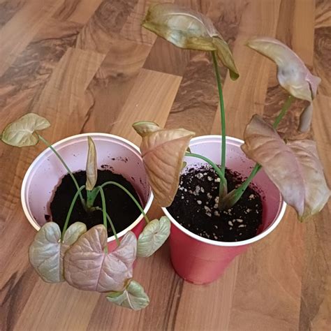 Продам сингониум Пинк ( розовый) неон. И Калерию. В наличии по два ...