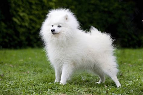 Petit Chien Poil Long Liste Et Photos De Races Ooreka My Xxx Hot Girl