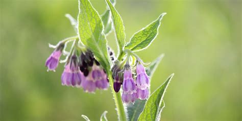 Beinwell - MedicPro.org