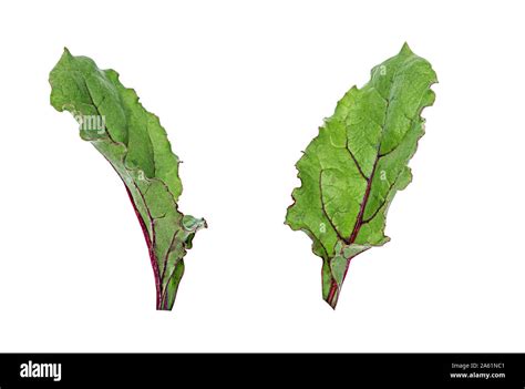 beetroot leaves isolated  white stock photo alamy