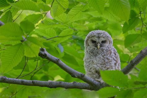 Chouette Ray Strix Varia Barred Owl N C Ana S Tr Panier Flickr