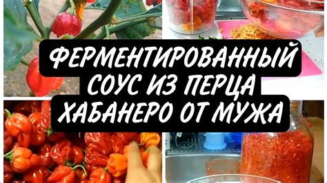 Ферментированный соус из перца Хабанеро🌶 Перец Хабанеро🌶🌶🌶 Многодетная ...