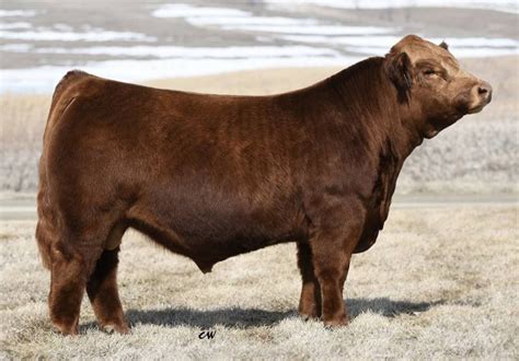 Long`s Redwood • Cattle Visions • Premier Multi Breed Online Semen Distributor