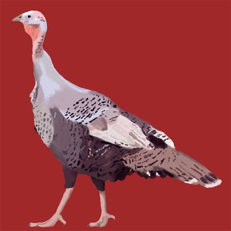 Turducken Set Masterbundles