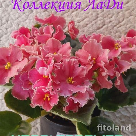 Фиалка Ness' Forever Pink