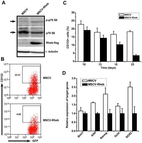 Activation Of Mtor Signaling By Overexpression Of Rheb Inhibits The