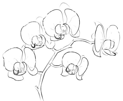 Раскраска Орхидея