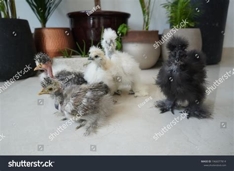 Naked Neck Silkie Showgirl Chicks White Stock Photo 1966077814 Shutterstock