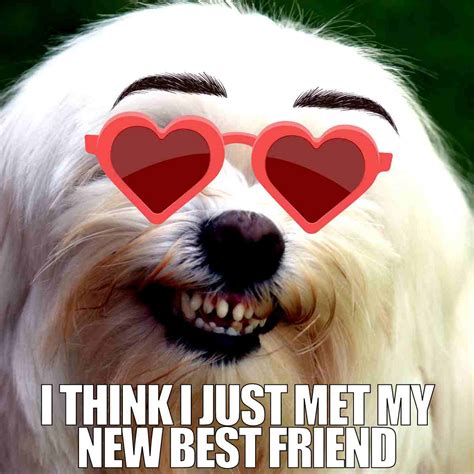 hilarious friend memes  true bffs  understand