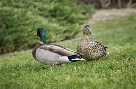 How Many Decoys For Duck Hunting? - Springhill Outfitters