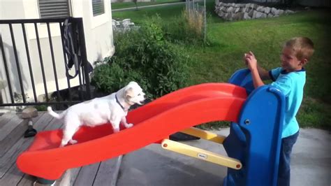 Dog Treadmill Youtube