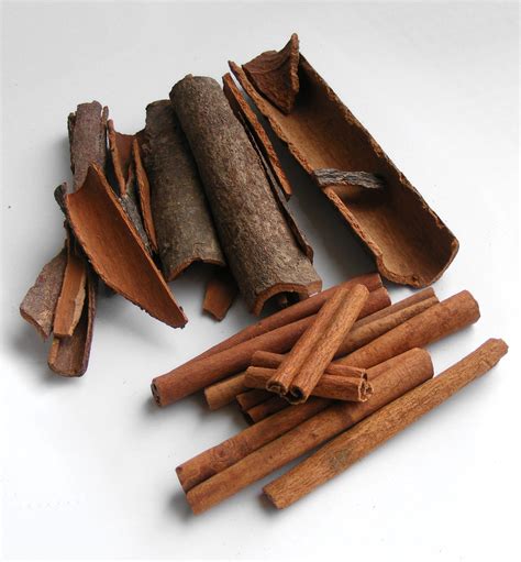 Дерево корица как выглядит натуральная (51 фото)