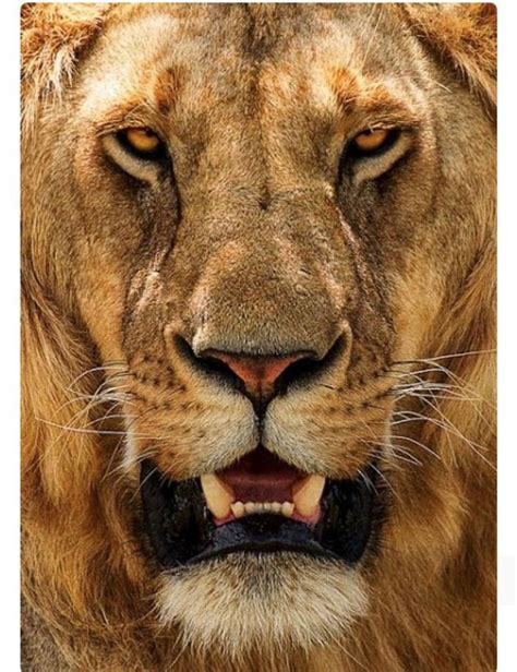 Pin By Henk Sparreboom On Big Cats Lions Tigers And More Beautiful