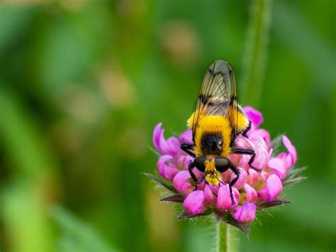 Bourdon Insecte Nectar Photo Gratuite Sur Pixabay