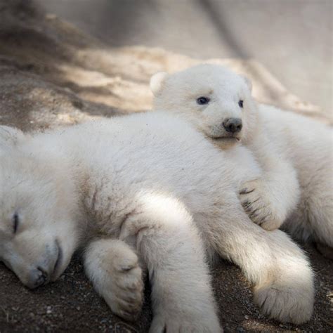 baby polar bear cubs