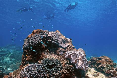 underwater adventures  alor indonesias hidden jewel oceanic society