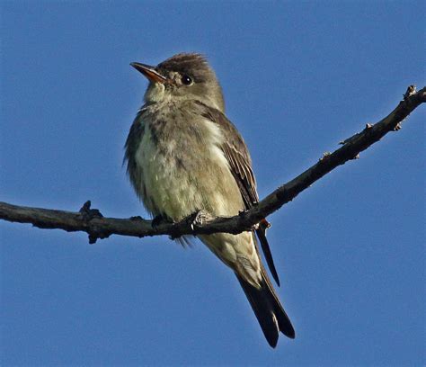 Olive Sided Flycatcher Contopus Cooperi Idaho Fish And Game