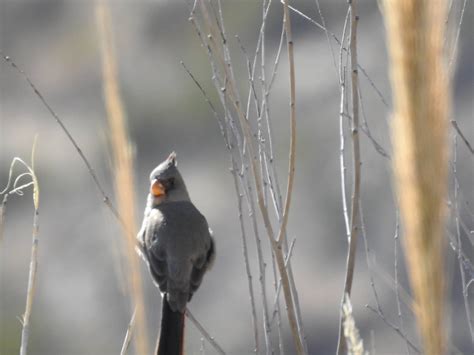 Seen this bird in Big Bend NP in Feb. 2020. Looks like a cardinal but