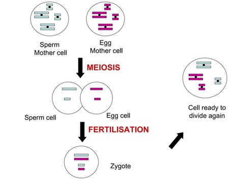 Sex Cells And Fertilisation PPT