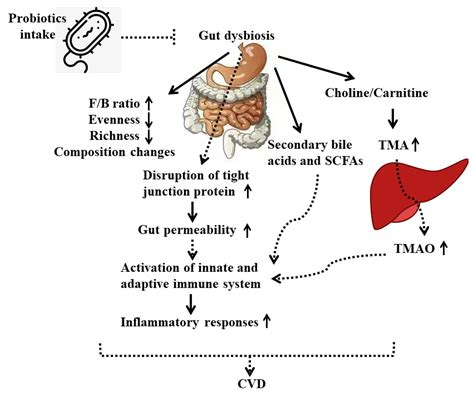 Potential Benefits of Probiotics and Prebiotics for Coronary Heart