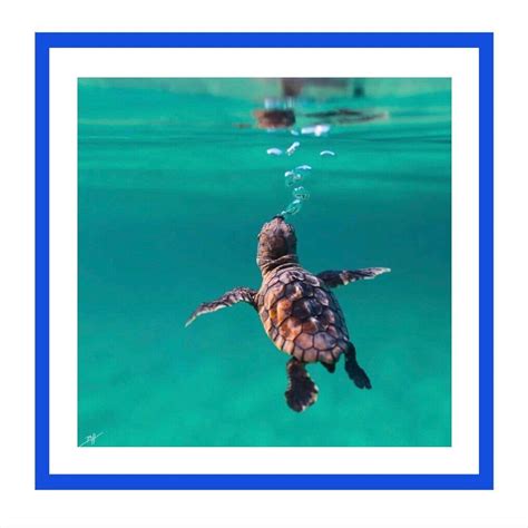 Save Sea Turtles