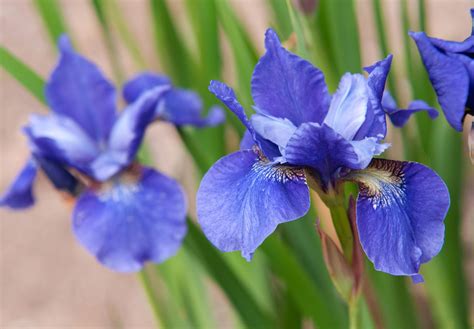 siberian iris varieties