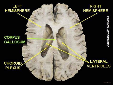 Brain Maturation | Lifespan Development