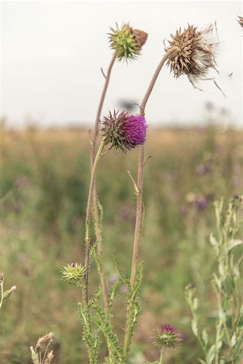 Чертополох, степь, Заозерное, Крым | Фотографии, Пленэр, Лето