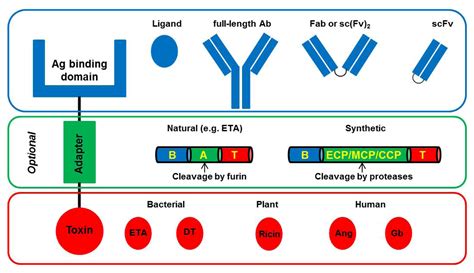 Toxins Free Full Text Macrophage Targeted Therapy Cd64 Based