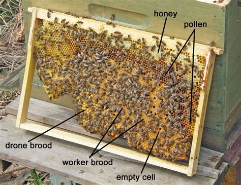 Types Of Bee Keeping at Victoria Brownlee blog