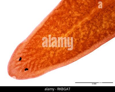 Planaria Stock Photo - Alamy