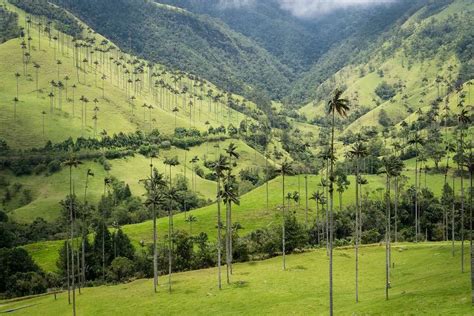 Cocora Valley Colombia A Complete Guide For The Perfect Hike In 2024