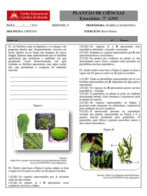 Exercícios Reino Plantae 7 Ano - Exercícios de Ciências: Reino Plantae 7º Ano | PDF | Raiz | Plantas