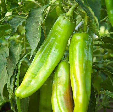 Hatch Green Chile - Hatch Chile from Hatch New Mexico – The Hatch Chile ...