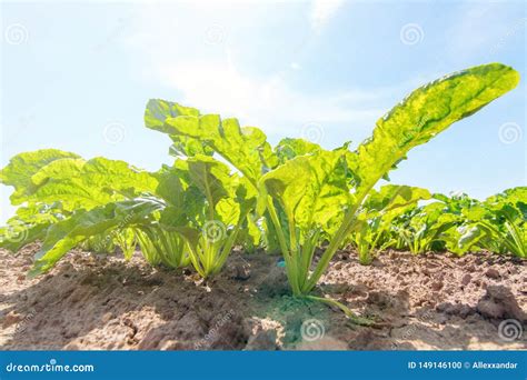 Sugar Beet Field Green Sugar Beets In The Ground Stock Photo Image