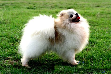 Πομεράνιαν - Pomeranian - Πληροφορίες για τη ράτσα σκύλου
