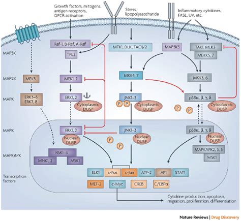 The three main arms of the mitogen-activated protein kinase (MAPK ... 