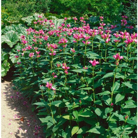 Chelone Lyonii Hot Lips P 0 5