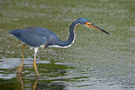 Редкая птица Северной Америки:Большая голубая цапля!. Обсуждение на ...