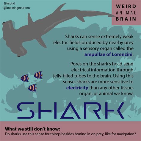 weird animal brains knowing neurons