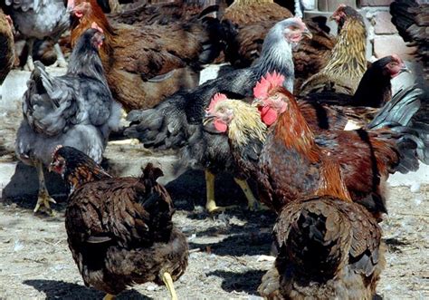 Щастливата кокошка с поне 4 кв. м в двора | Български Фермер