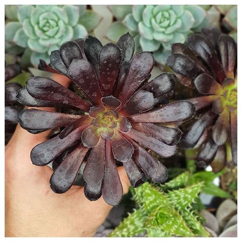 Aeonium Arboreum Var Atropurpureum Cv Schwarzkopf